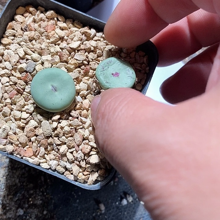 25333。  一组两颗。 红嘴大型。