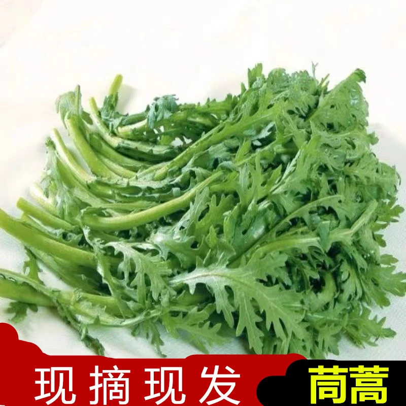 新鲜茼蒿基地现摘绿色蔬菜火锅美味配菜