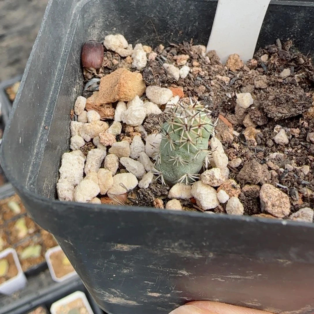 傲****)29实生帝王丸多肉00000