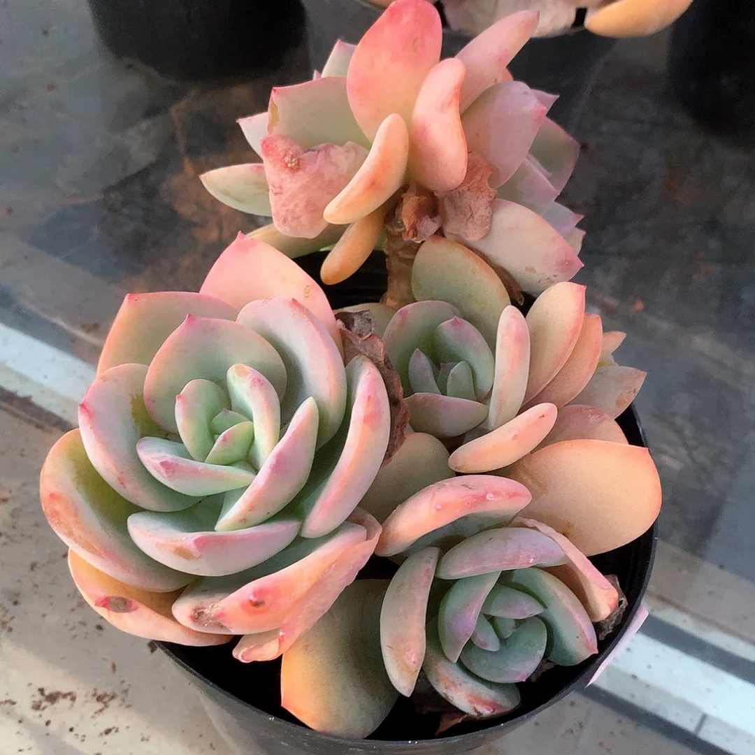 白凤多肉植物一颗