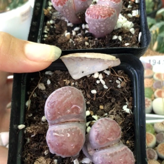 0350，两颗双头微徒