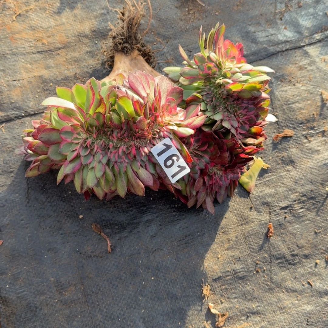 161多肉植物荔枝缀