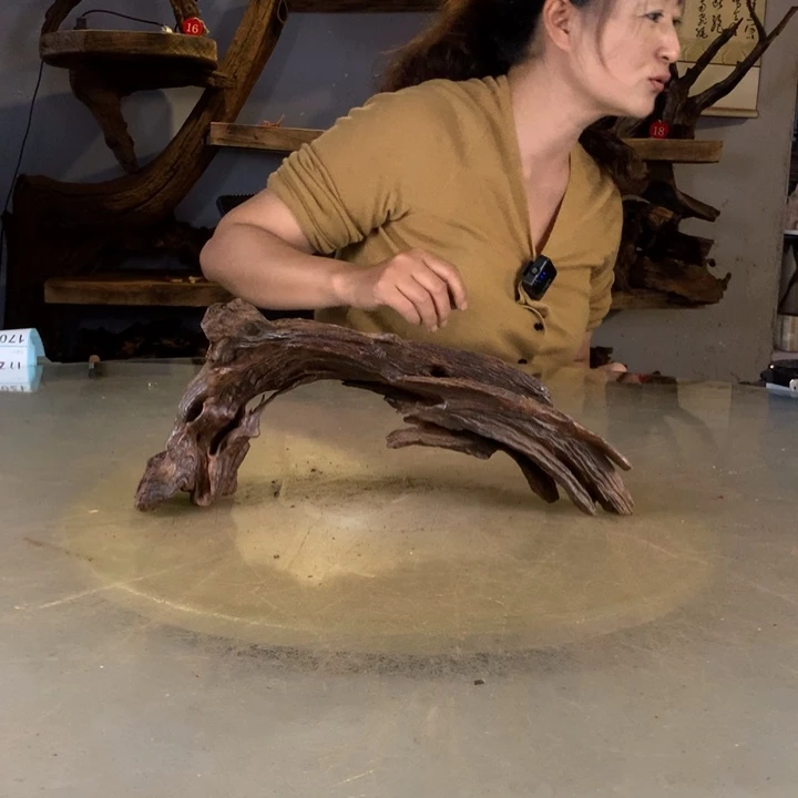 懒***菌天然的云南紫柚木会黄水