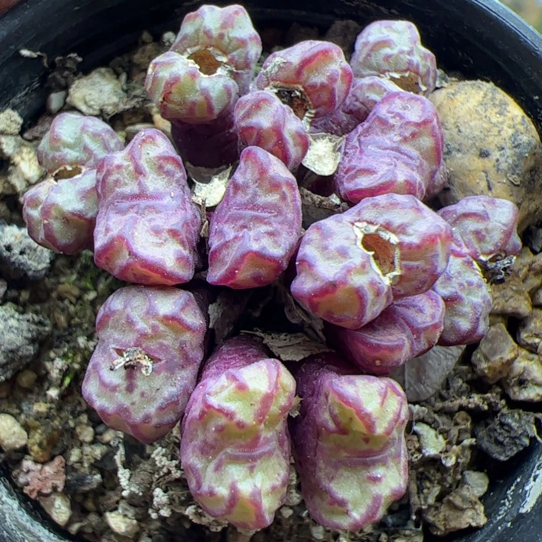 大家过年好22459