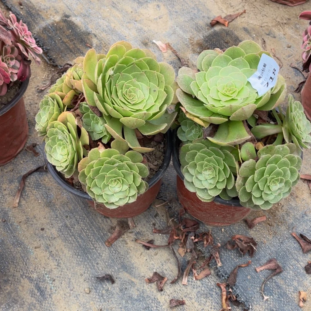 718，719 法师多肉断枝不包