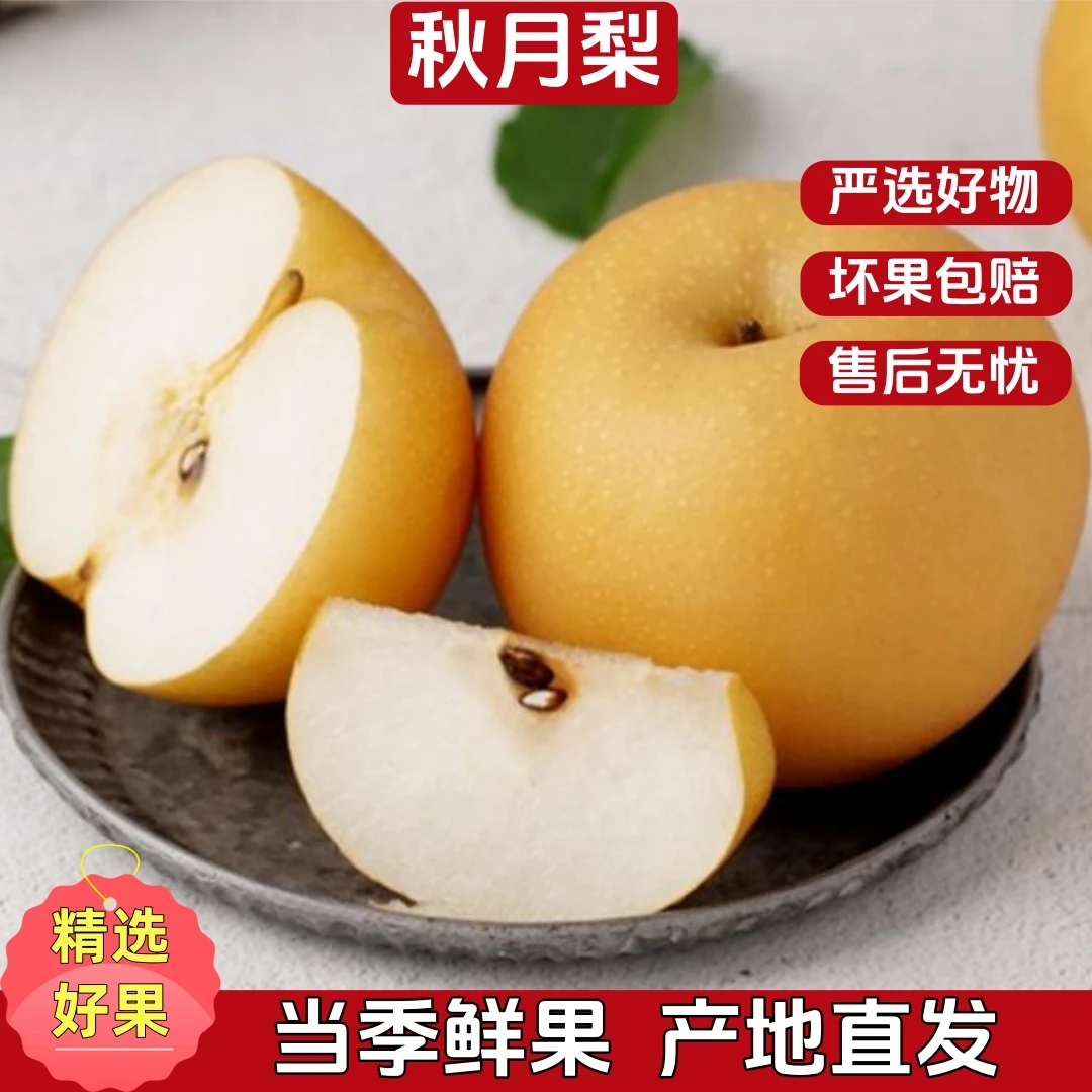 【新鲜采摘】正宗秋月梨口感细腻新鲜当季应季现摘现发产地直发