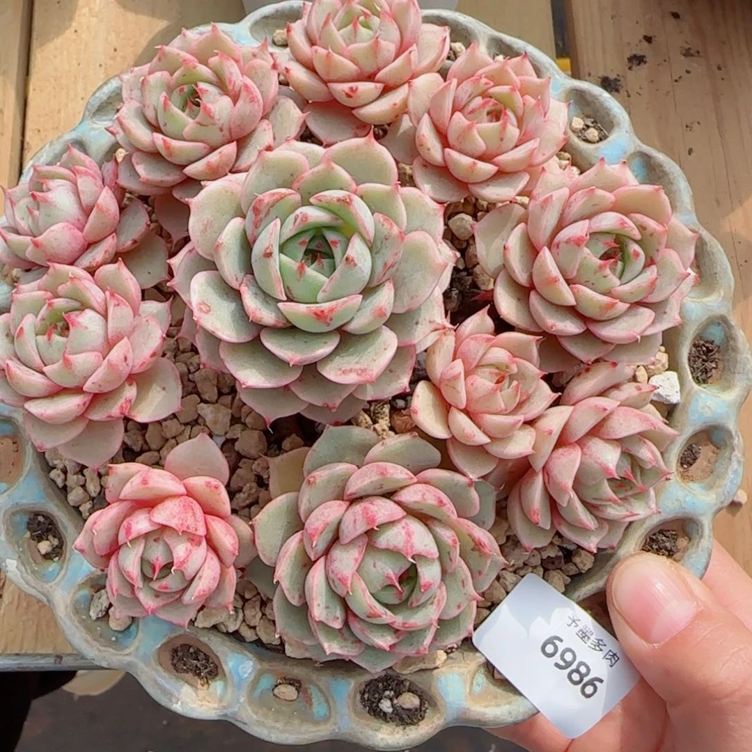 笨吧无砍，6986多肉植物