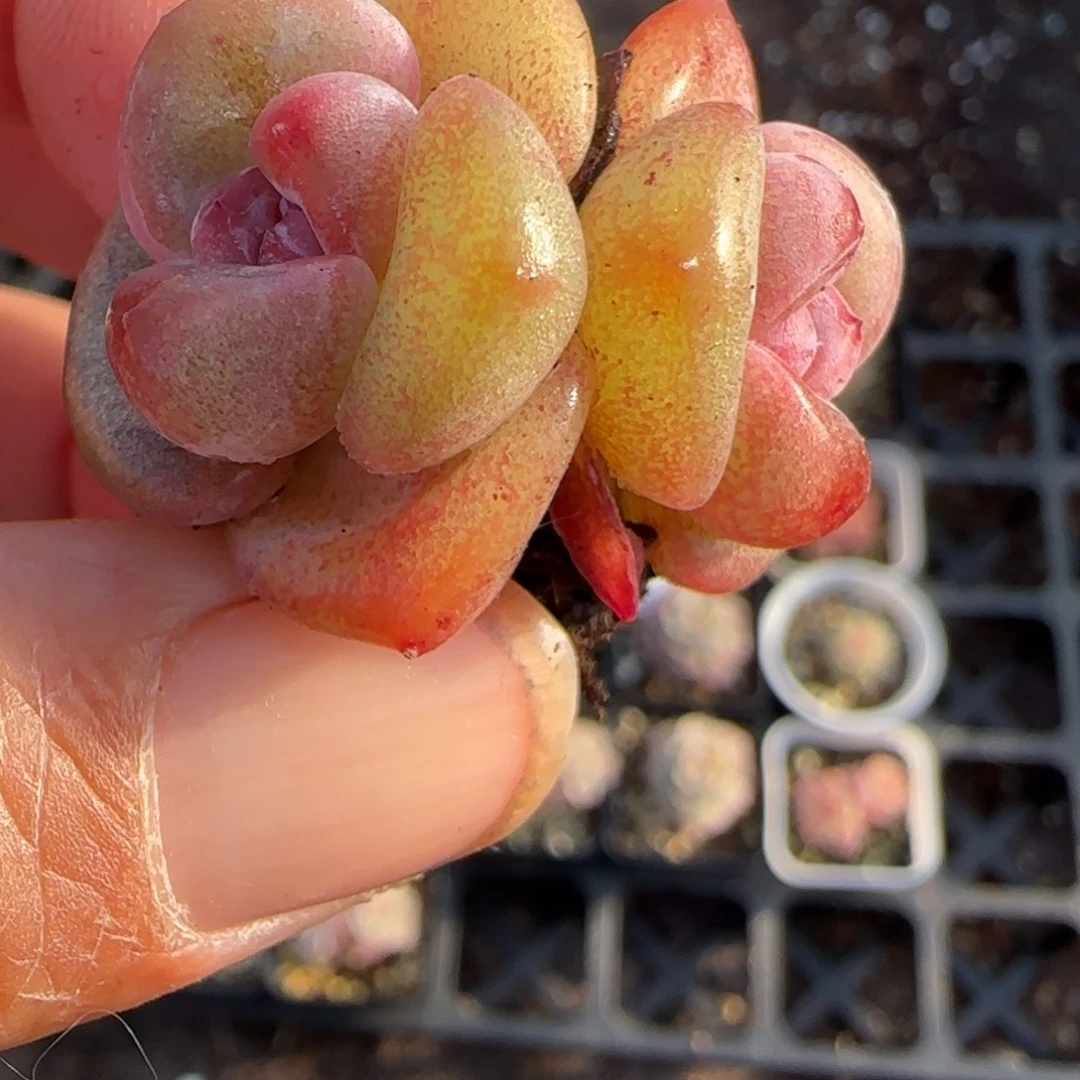 小卡拉米糖心一物一拍