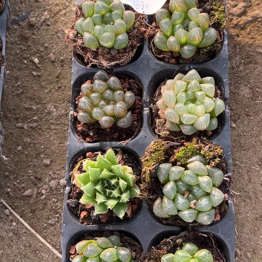 直播福利一物一拍59