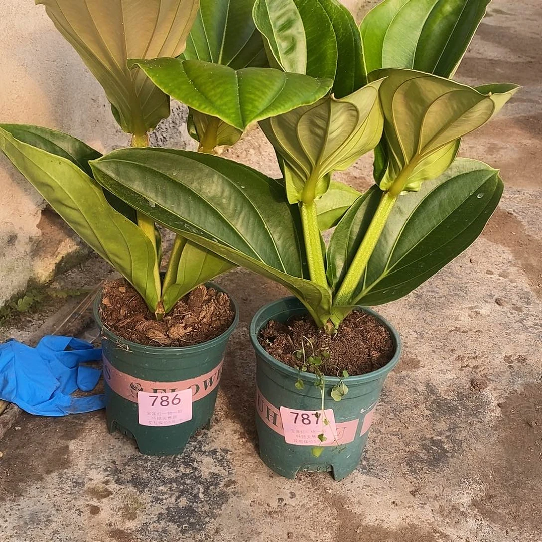 木本植物阳*木本花卉786.787