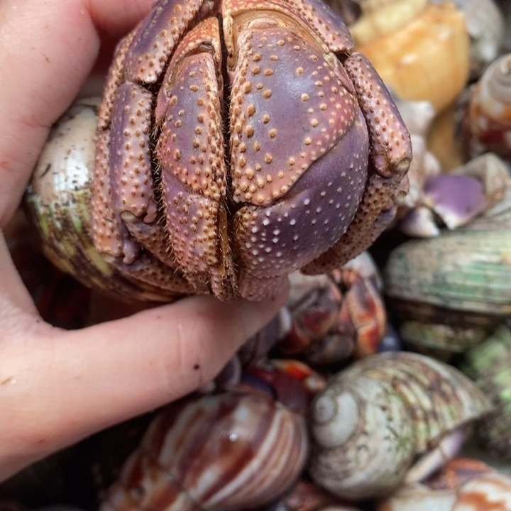 巨无霸短碗5.1磨尖