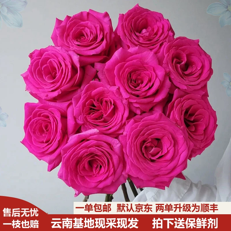 【1单包邮再送保鲜剂】弗洛伊德玫瑰高品质云南鲜花基地直发