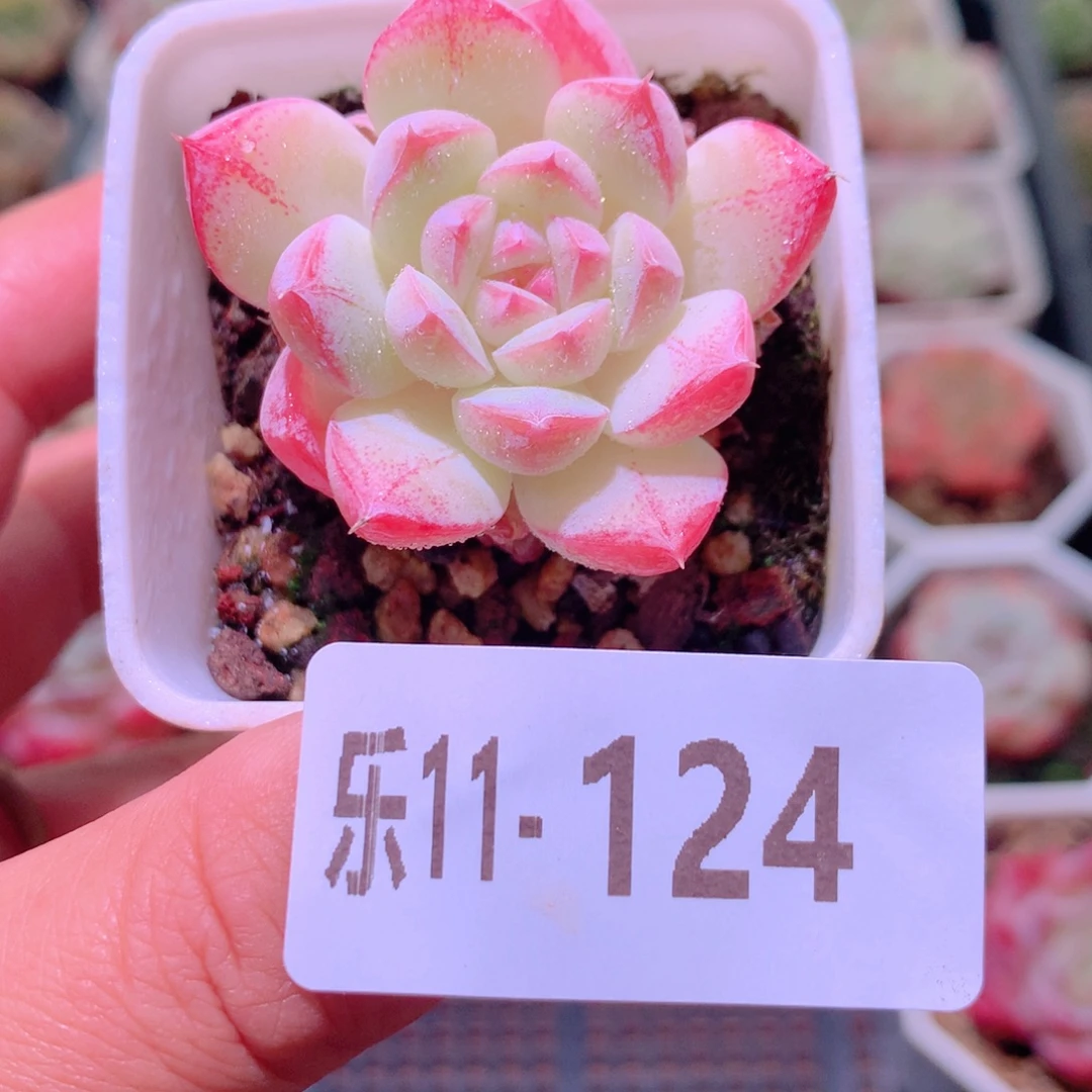 乐然11-124 白桃汽水