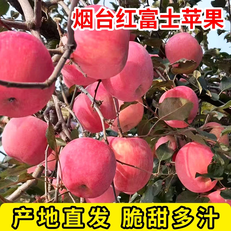 山东烟台红富士大果苹果多汁新鲜脆甜孕妇小孩带皮吃新鲜大果苹果
