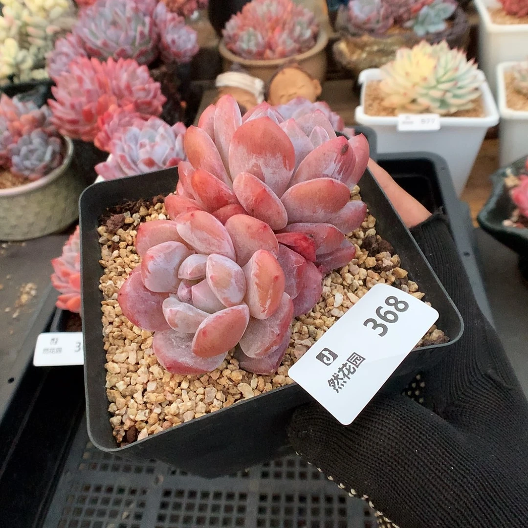 368肥橙多肉植物6666