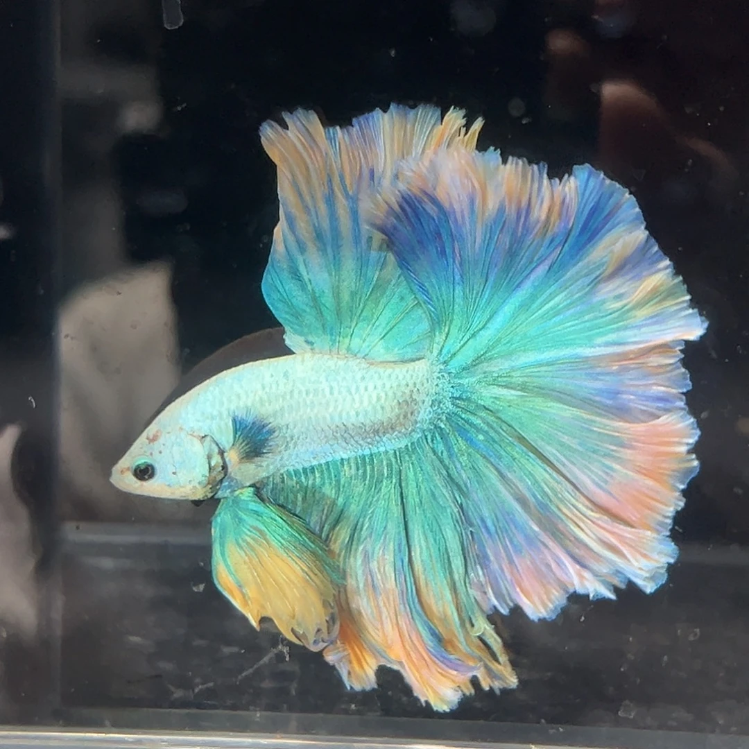 斗鱼9号7cm梵高油画大长裙