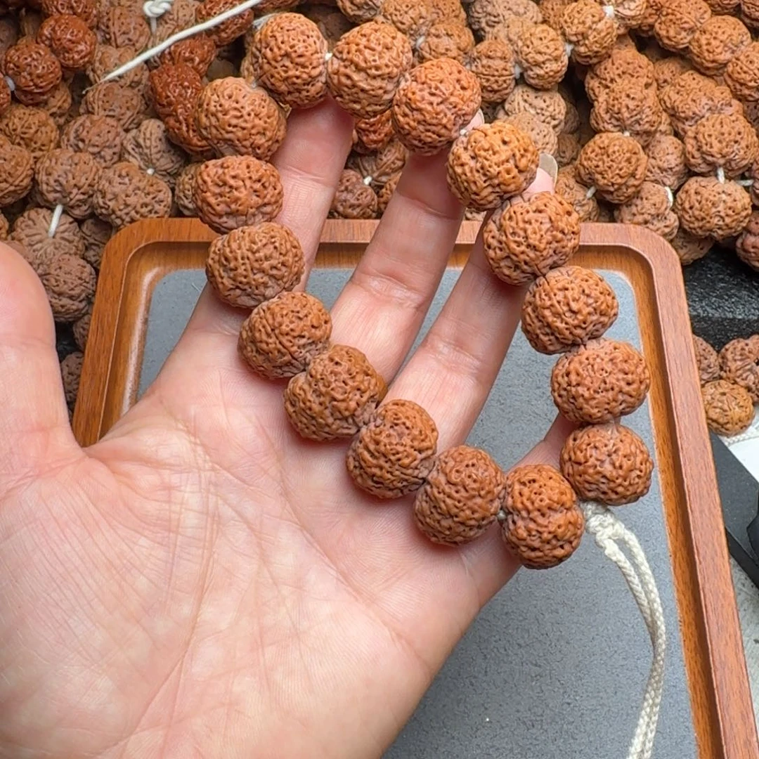 菩提菩提22号尼泊尔大金刚20+菠萝蜜