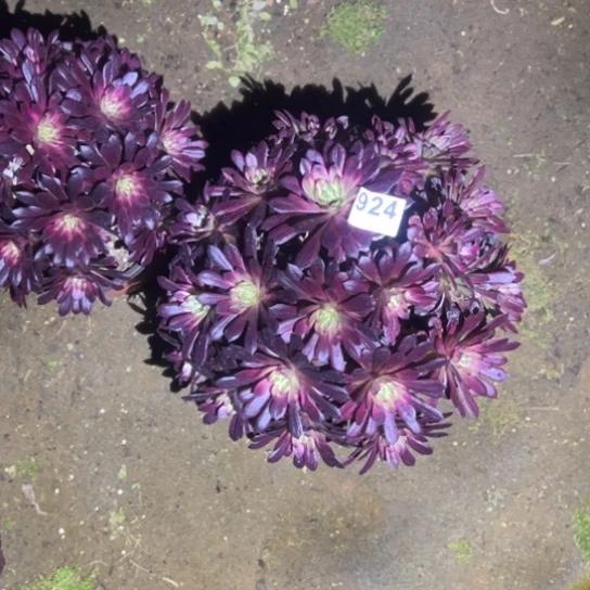 ?***а924黑天鹅多肉植物精华