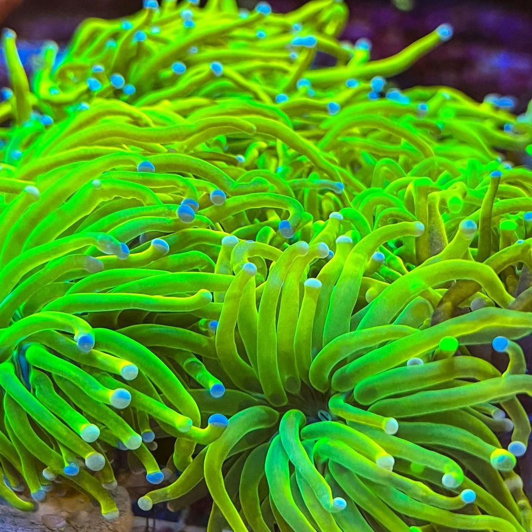 三岁 精选珊瑚直播间一物一拍