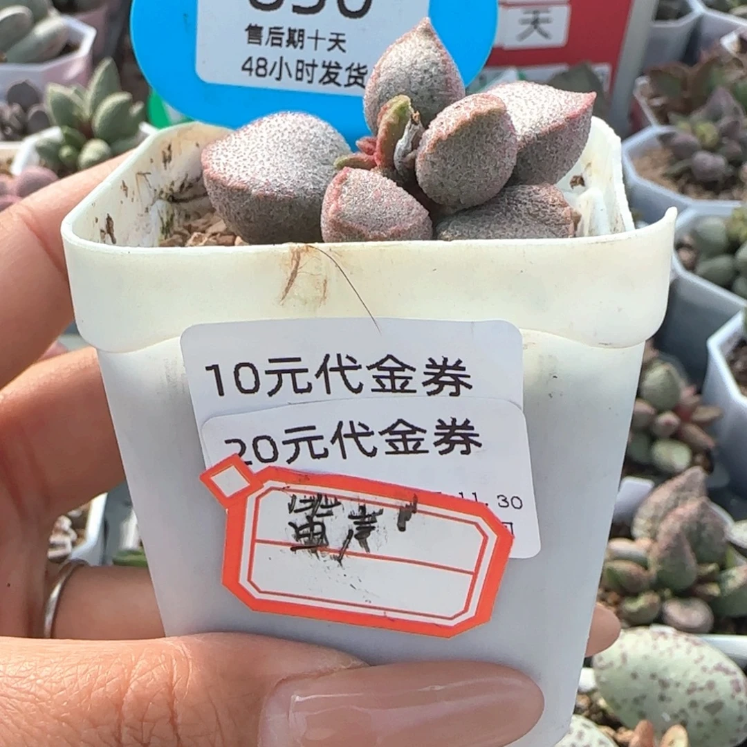 笛***处830。  30劵。