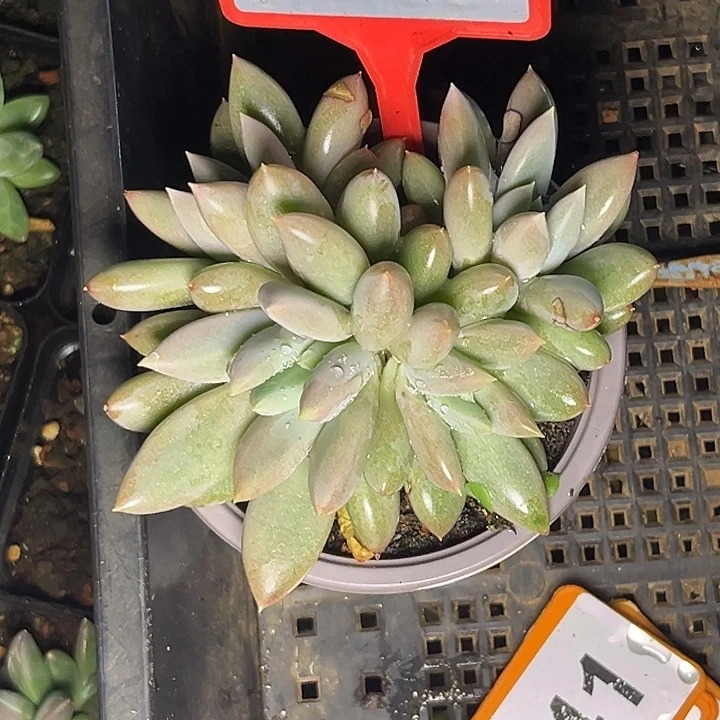 多肉植物红胖体哥特690