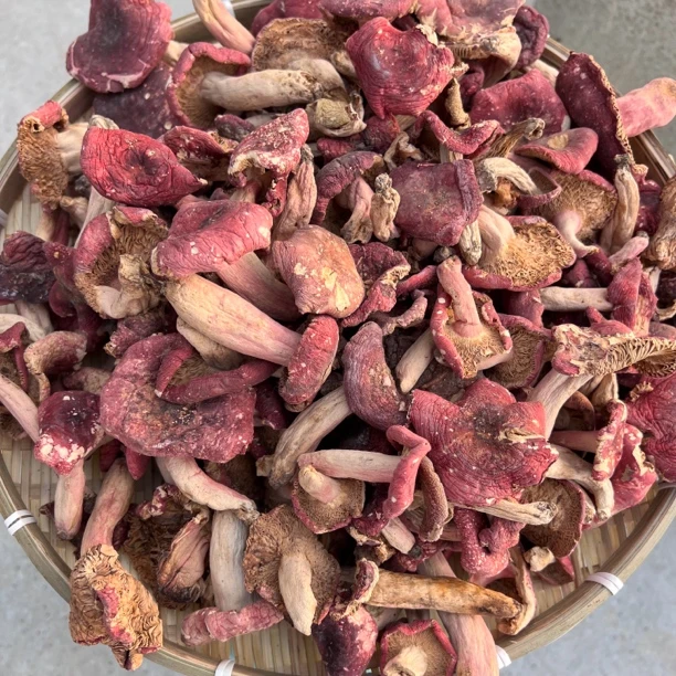 伏牛山特产野生红菇