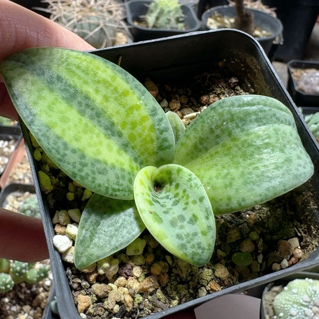 779油点百合锦脱土