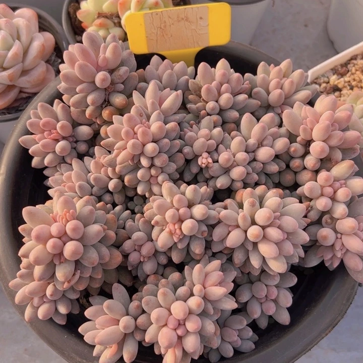 健健康康平平安安