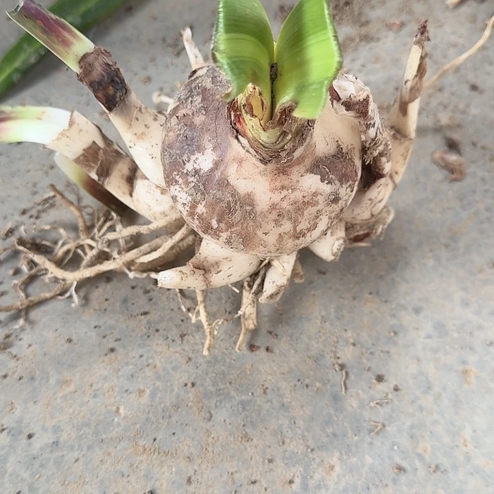 光羽仙子直径7.5+带9个侧