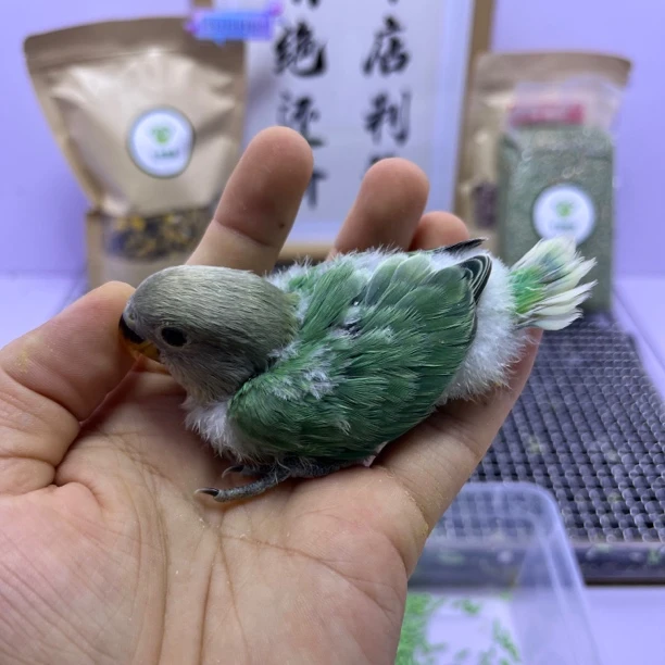 牡丹鹦鹉-白头绿底绿闪母H82596