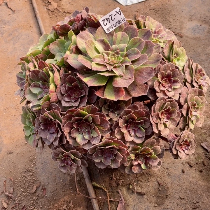 342花月夜多肉12345678多肉