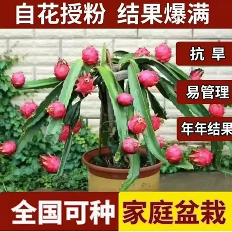 鸿蓓湫果树苗火龙果苗盆栽地栽火龙红肉火龙果苗带根发货火龙果苗