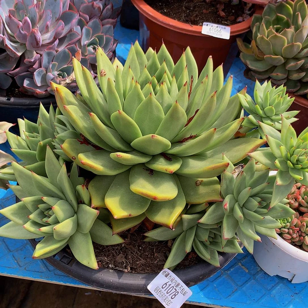 娜****娜乌木61078多肉多肉