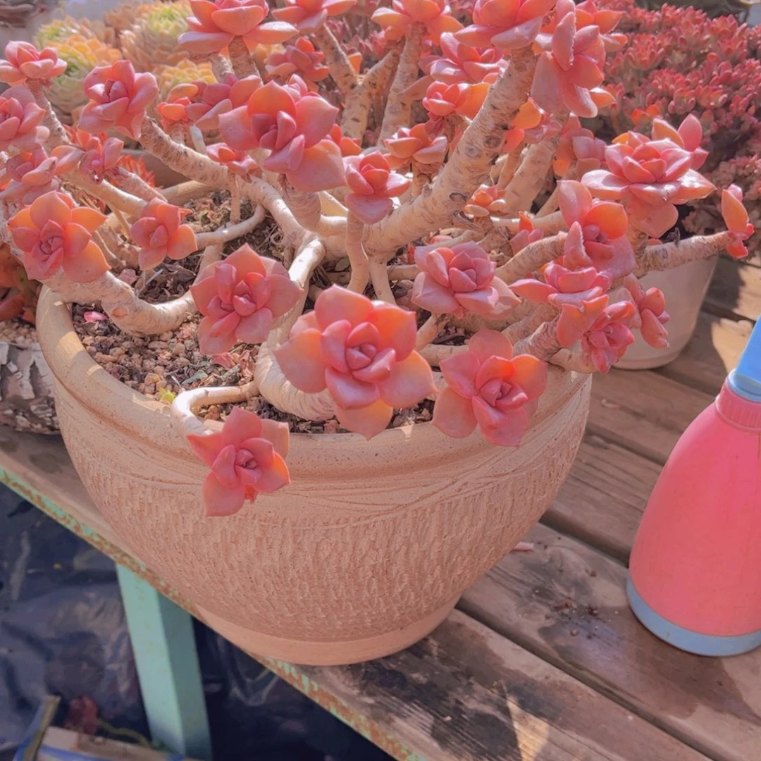 你***子8888888888多肉