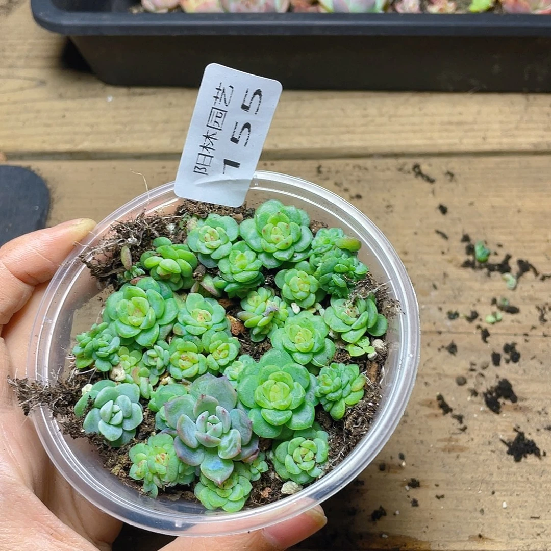 O***E多肉植物多肉植物155