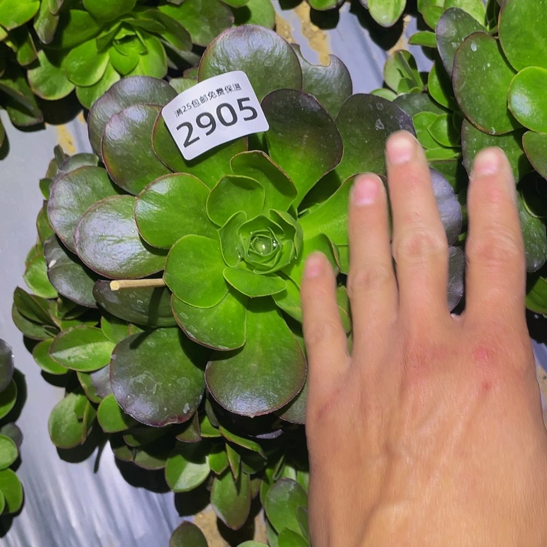 2905媚金玫瑰多肉植物