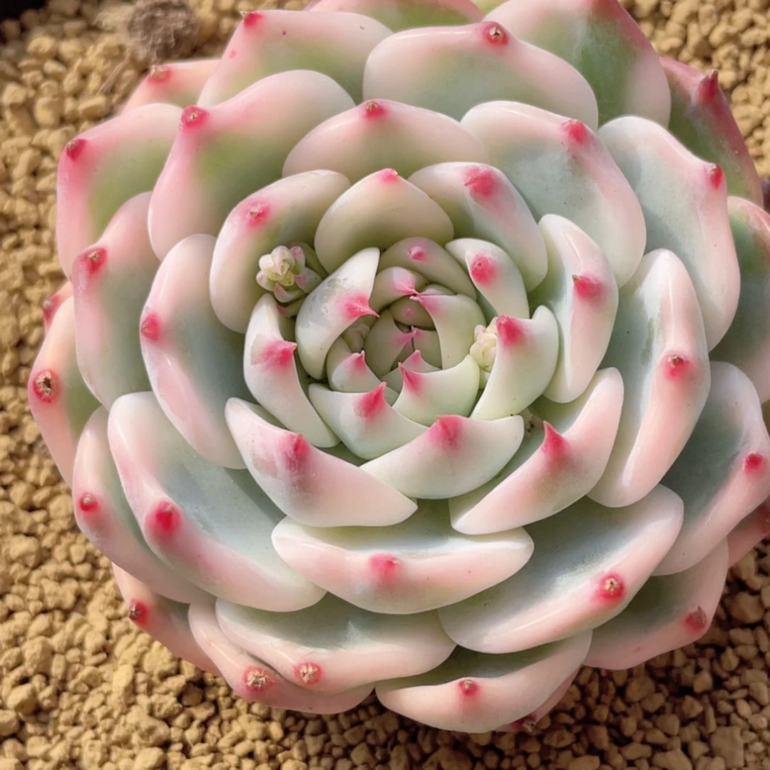 迷***吖259号糖心冰心珍妮