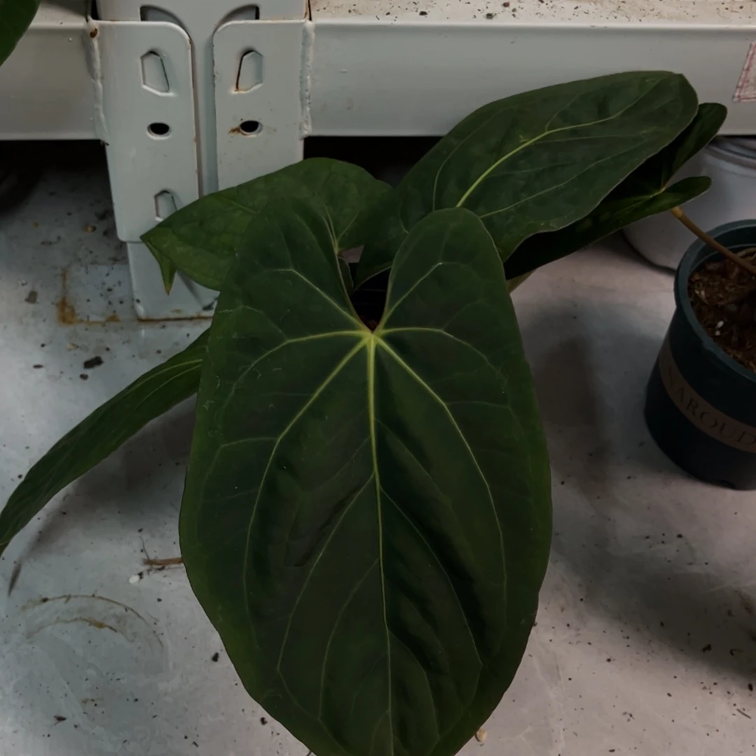 无花朵巴拿马杂papi杂（活动无售后 介意勿拍）H04