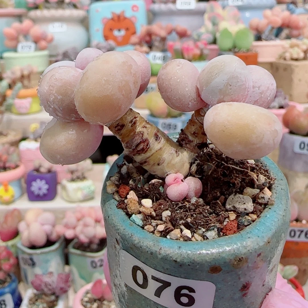 蛋黄奶 带侧芽 盆口3.5cm