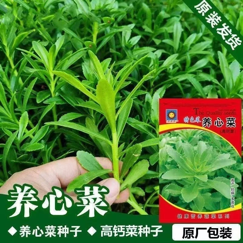 【今年新种】养心菜高钙救心菜种子可食用野菜种特色蔬菜种子四季