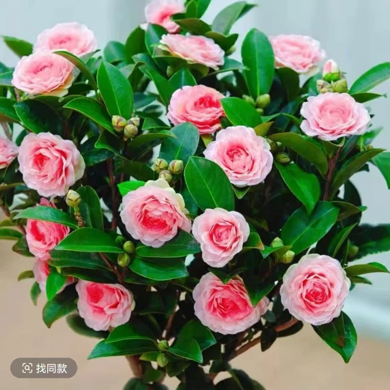 带花苞浓香型山茶花盆栽室内外好养耐寒耐热四季可养
