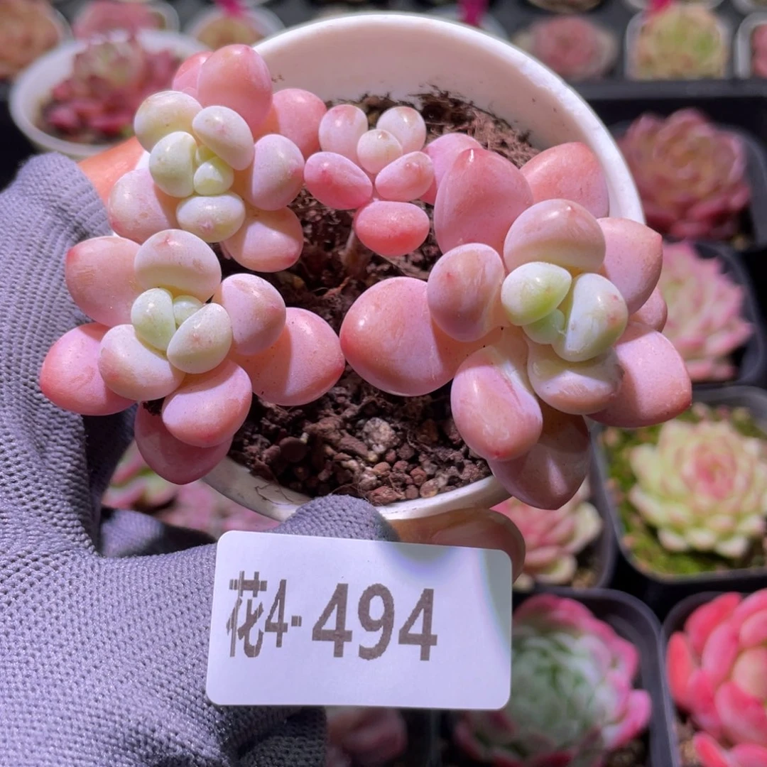 花利美4-494洛神群