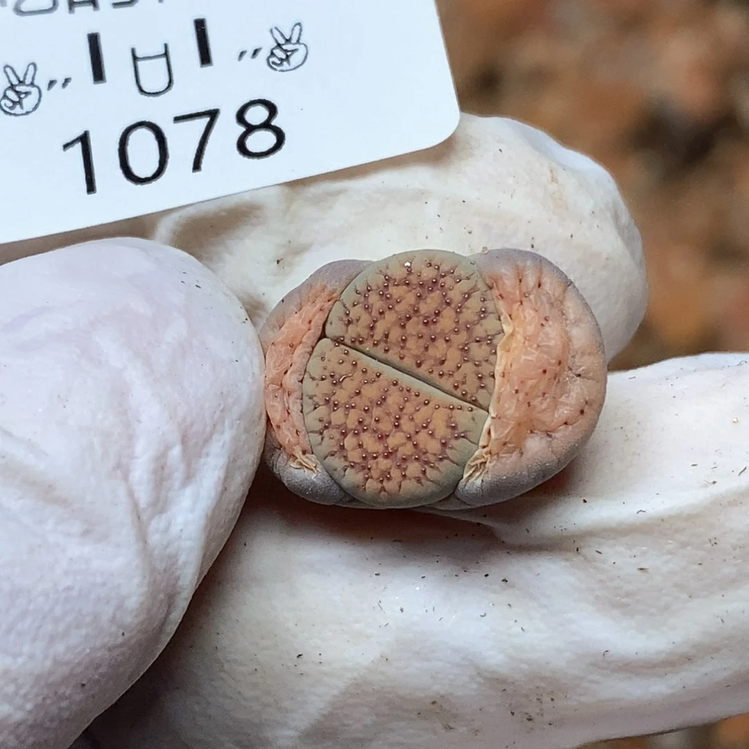 喵****)1078。零下拍保温。