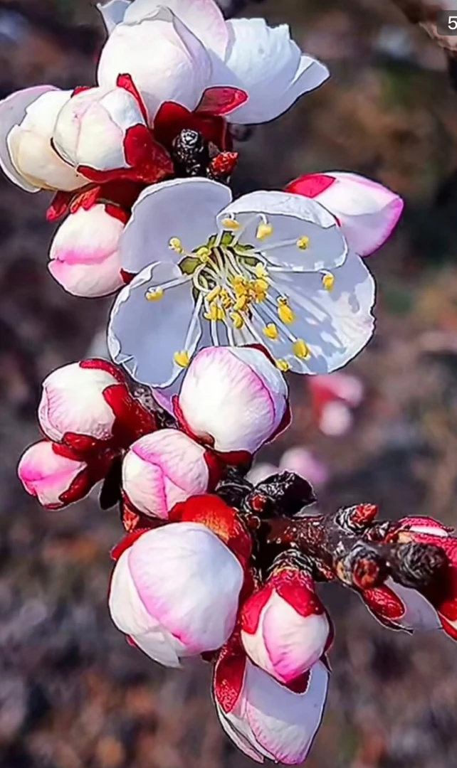 黑杏花盆栽地栽花卉绿植