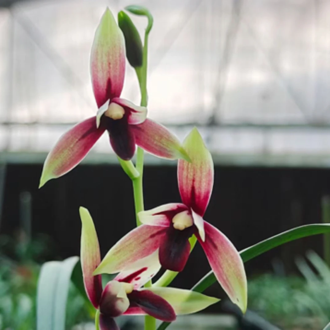 小媛养兰 高端名品建兰赤诚四季兰峨眉晨光