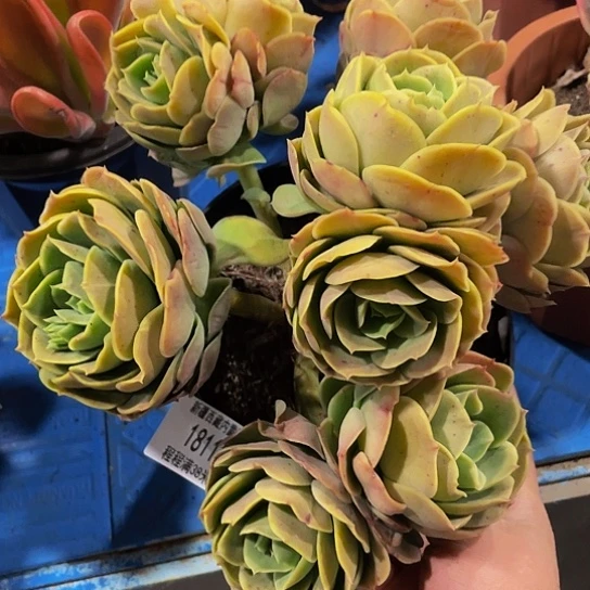 阳****孩桃花坞18118多肉