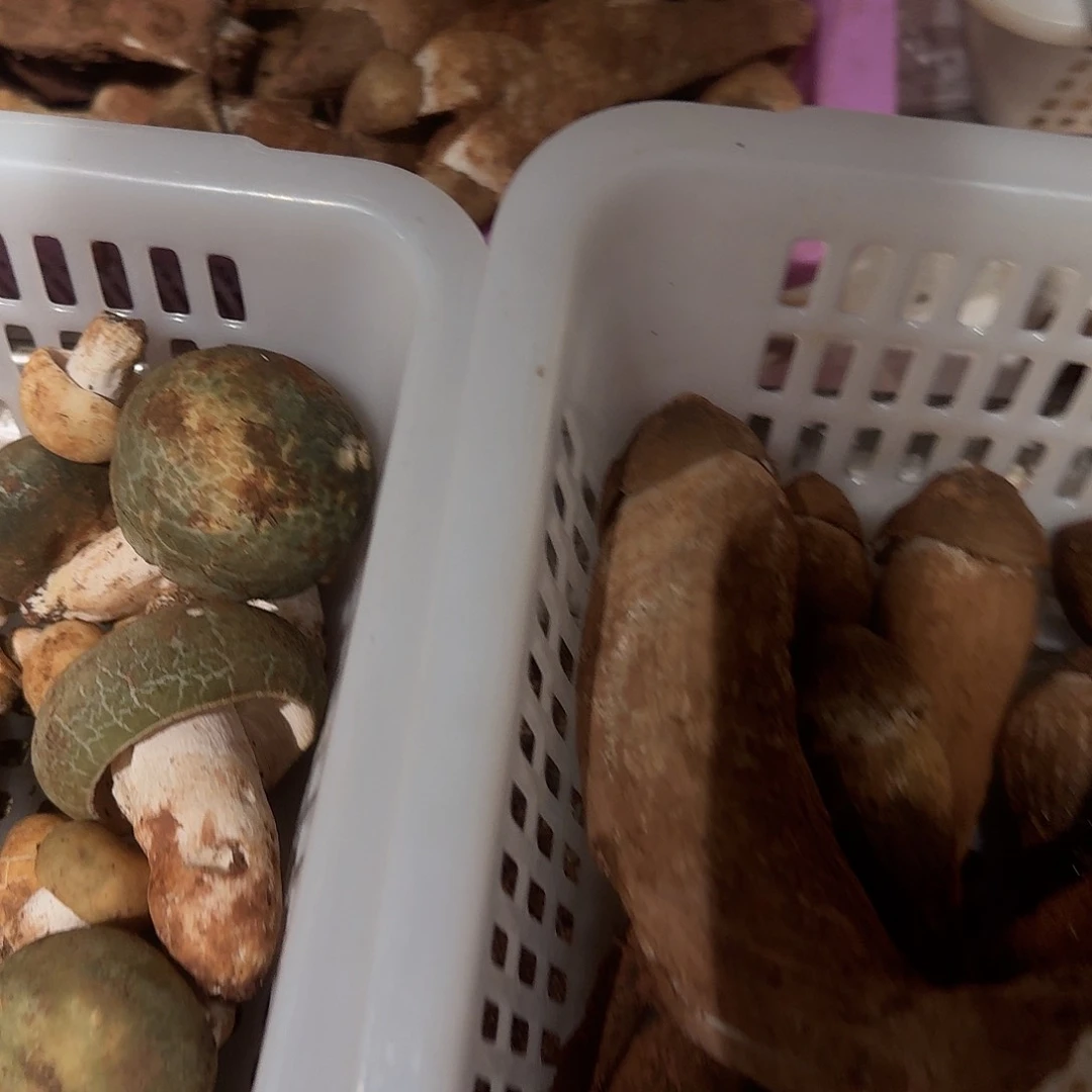 胡***大青头菌中国大陆菌子