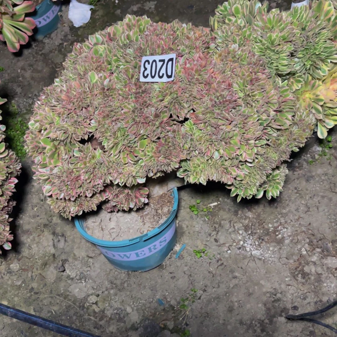 女神法师16///////12包邮