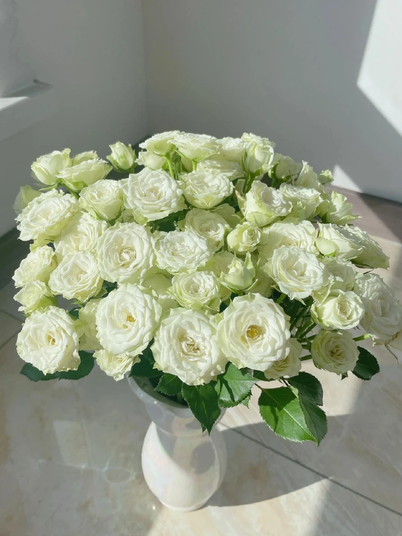 【繁星】精选繁星多头玫瑰多头花束插花云南鲜花新鲜鲜花