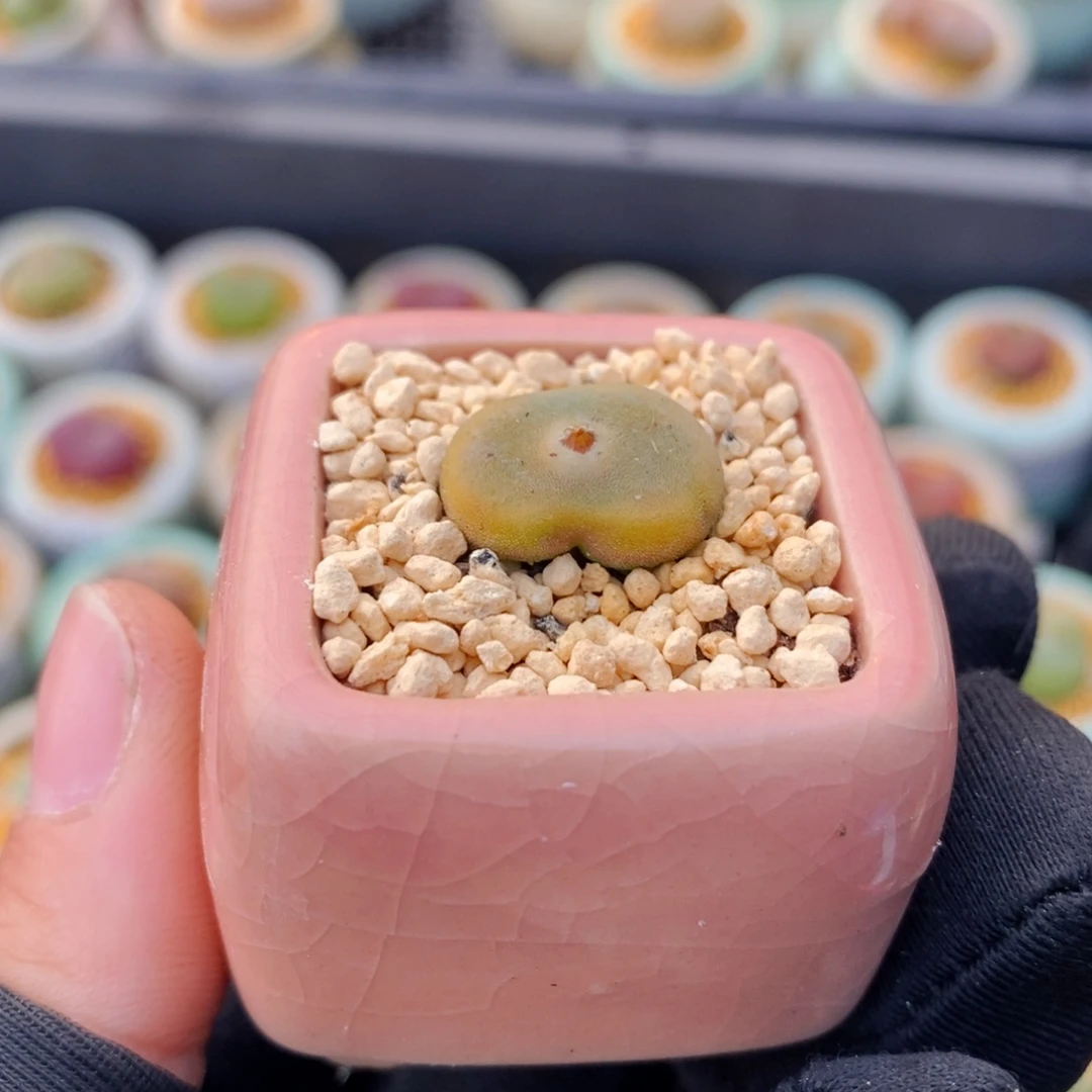 3000-一物一拍 带盆